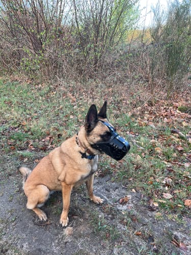 Customer photo review of Muselière en cuir premium pour chien – Sécurité et confort