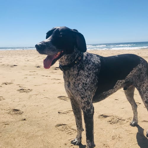 Customer photo review of Marine Vitality Mussel Powder For Dogs - 150g