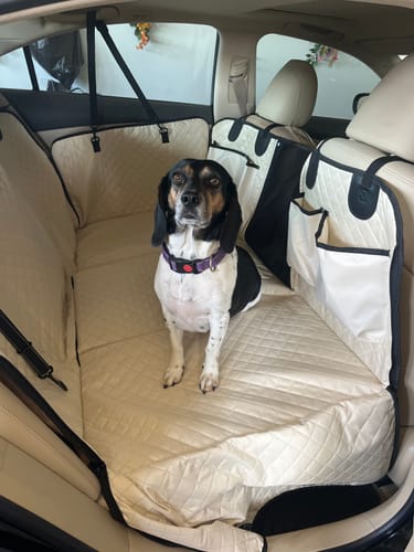 Customer's dog sitting on the installed, cream-colored Foldable Hammock Cover in the back seat of a car.