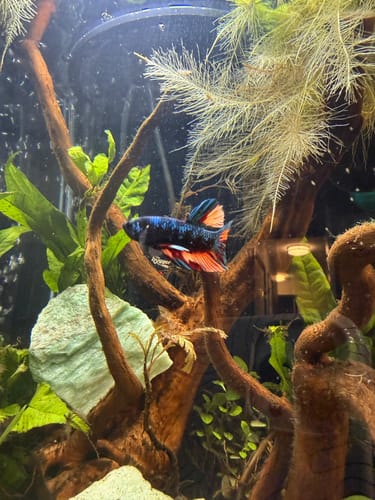 Reviewer's Dark Flame Hellfire Plakat Betta fish with a dark body and vibrant red-orange fins.