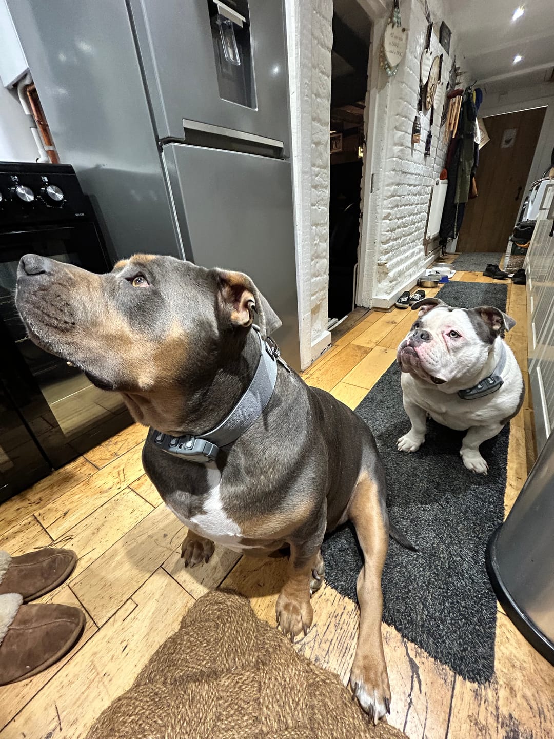 Customer photo review of 4cm Combat® Collar | Rated Clip - NO HANDLE - Metal Grey