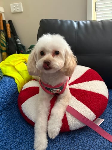 Customer photo review of BEEF JERKY PIECES (BEEFY BITES)