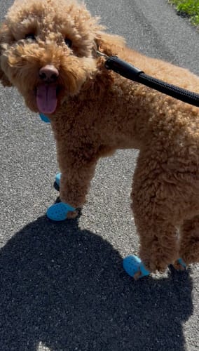 Customer photo review of WagWellies® Mojave