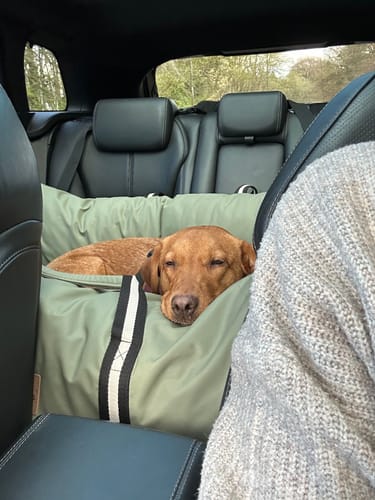 Customer photo review of The Dog Dock V2 New & Improved with ISO Fix