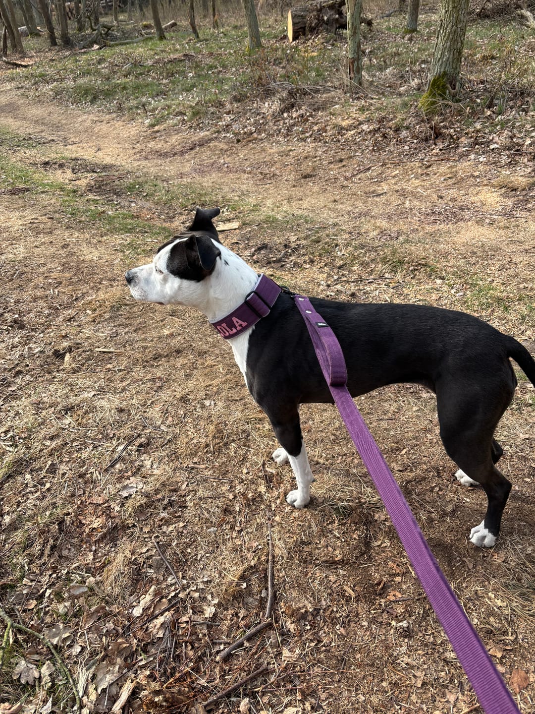 Customer photo review of Smycz z dodatkową rączką - Guard Leash Śliwkowa