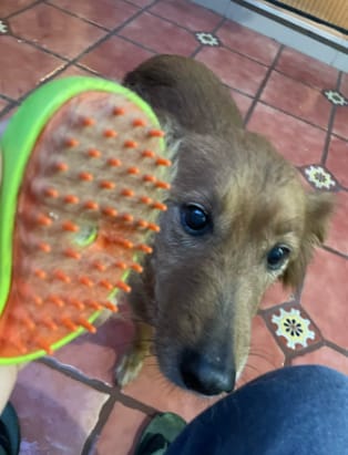 Customer photo review of Elimina el pelo de tu mascota en segundos, sin estrés ni tirones
