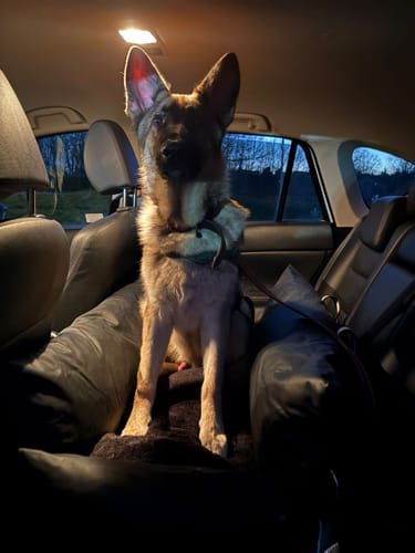 Customer photo review of The Dog Dock