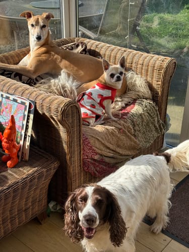 Customer photo review of Dog Surgery Recovery Suit / Coats
