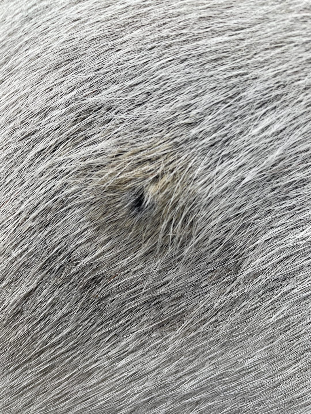 Customer photo review of Horse Gel