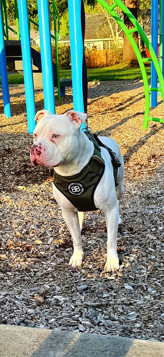Customer photo review of Comfort Premium Harness | Non Restrictive - Khaki
