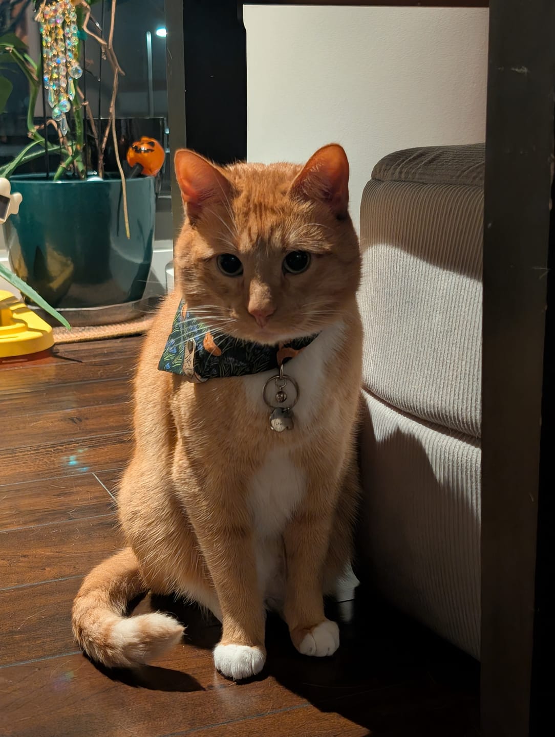 Customer photo review of Foxes and Tulips Snap On Pet Bandana