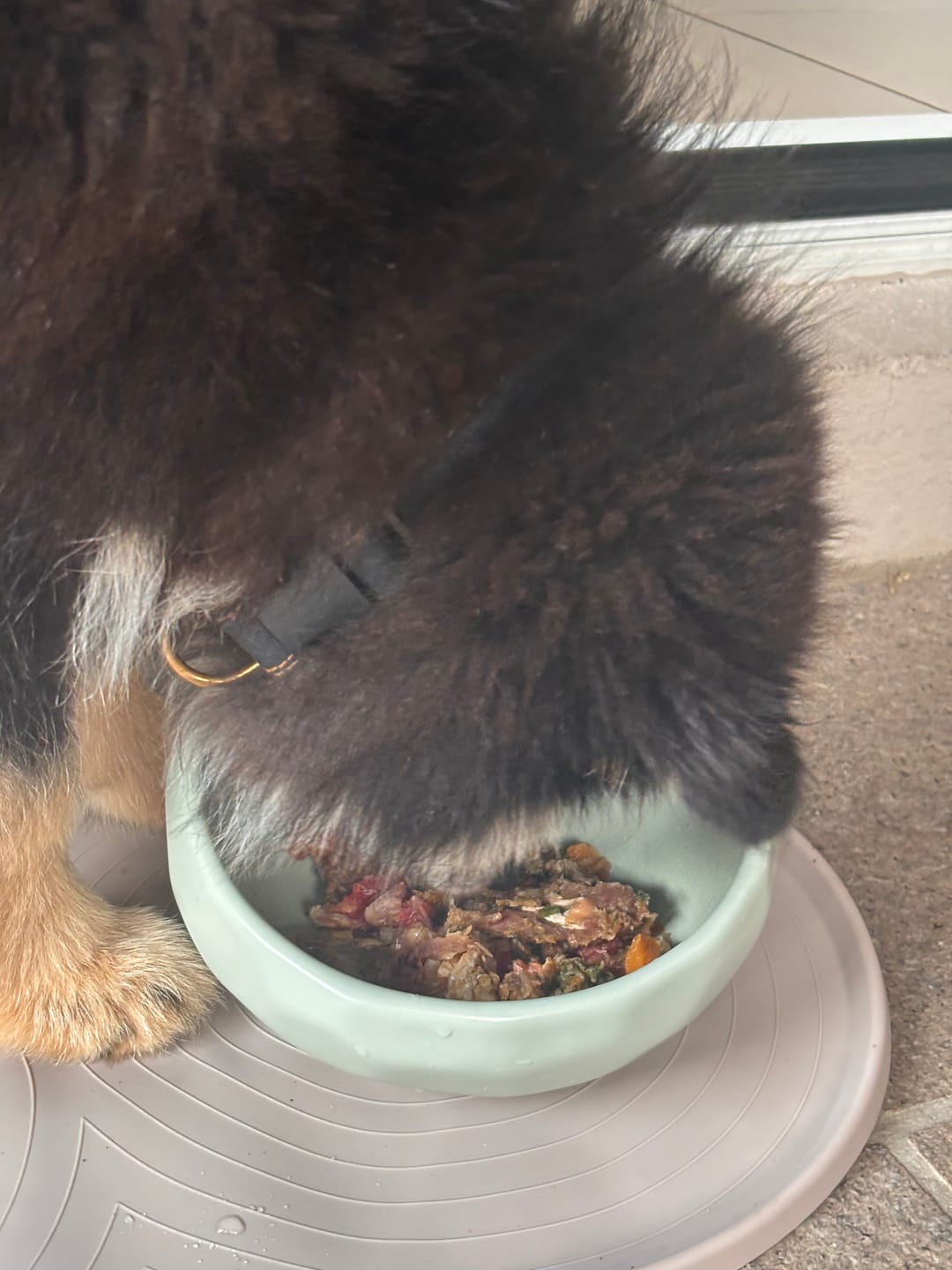 Customer photo review of Primal Balance+ - Balanced Raw food mix for dogs