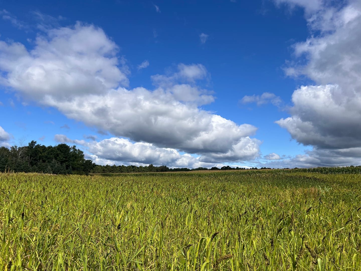 Customer photo review of Dirty Bird™ Food Plot Seed