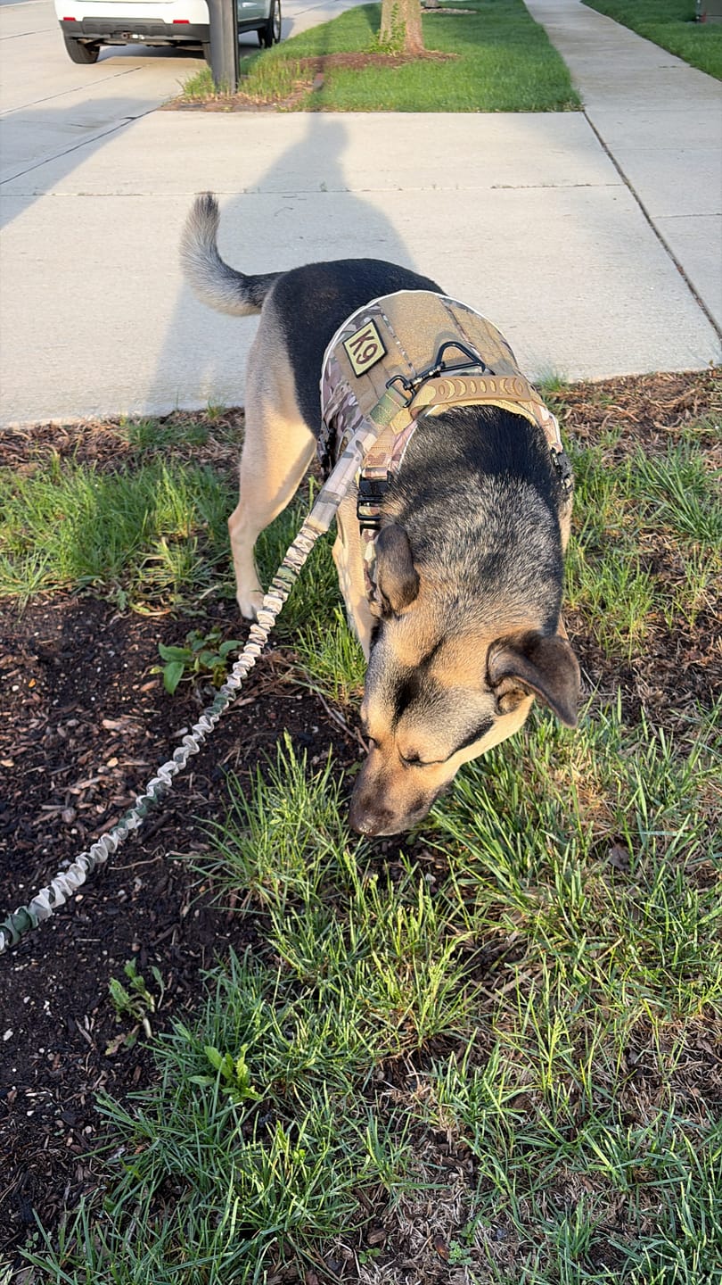 Customer photo review of NEW Upgraded Tactical No-Pull Team K9™ Dog Harness with 4 Quick-Release Metal Buckles, Reinforced Front & Back V-Rings, Hook & Loop Panels, Adjustable Straps, Reflective Strips, & Top Handle
