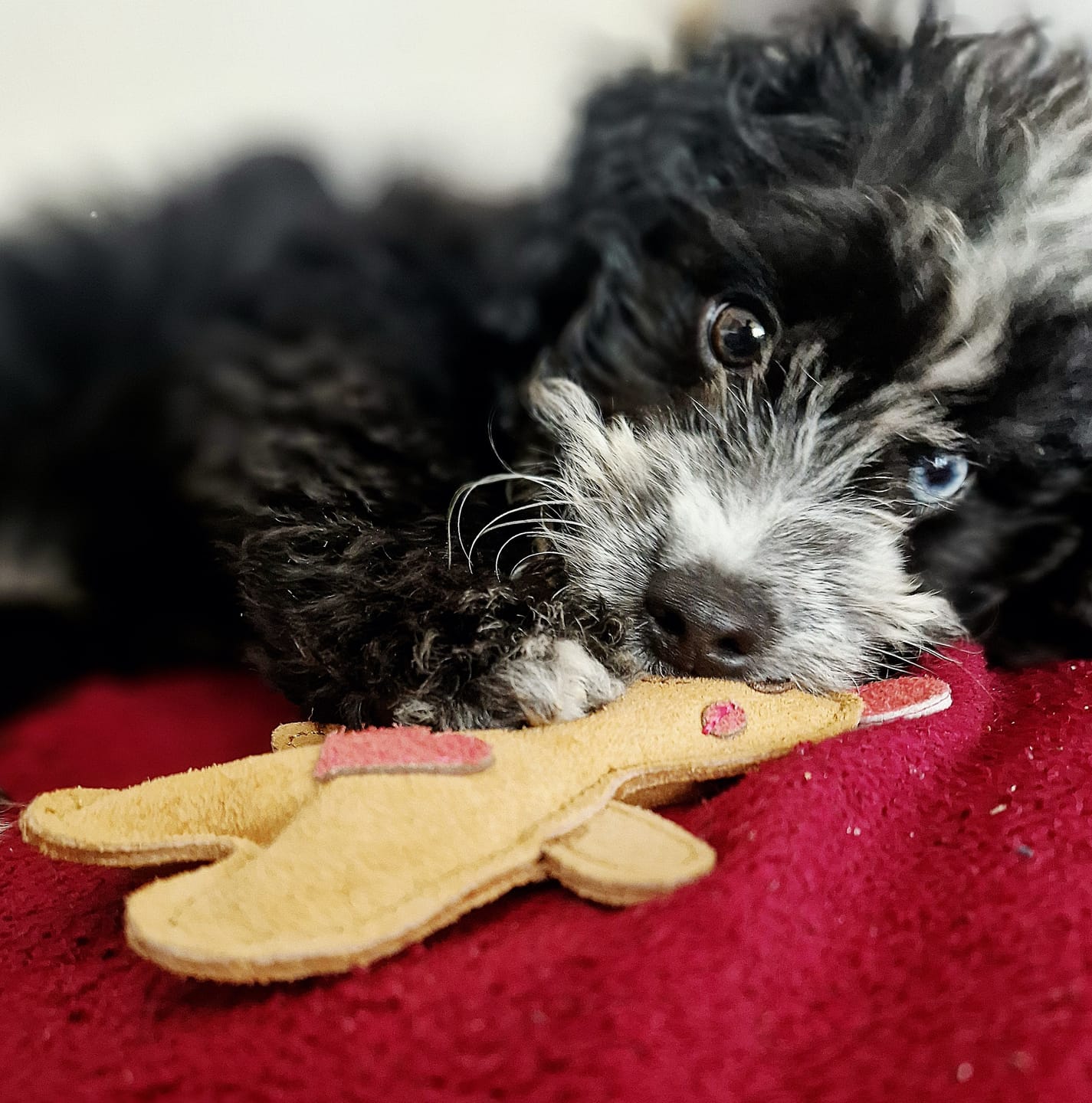 Customer photo review of Leder-Spielzeug "Teddy"
