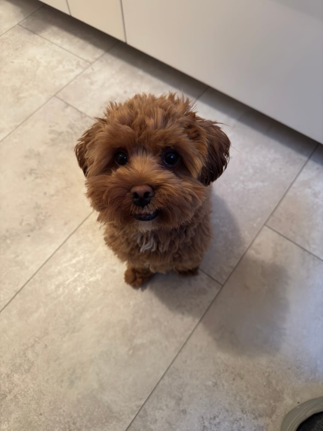 Customer photo review of Allergietest - Tierische Proteine Hund