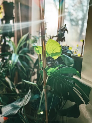 Customer photo review of Plant Food
