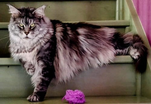 Le grand chat Maine Coon d'un client, au magnifique pelage argenté, se tient dans un escalier.