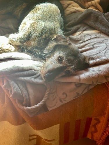 Der Dackel eines Kunden für Happy Tummy liegt entspannt auf einer weichen Decke.