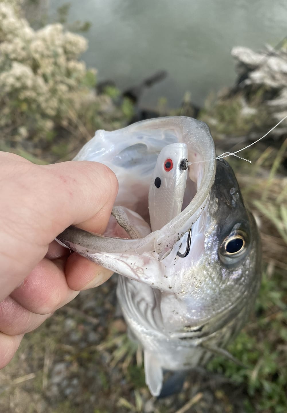 Customer photo review of Holographic Swim Shads - 3 Pack