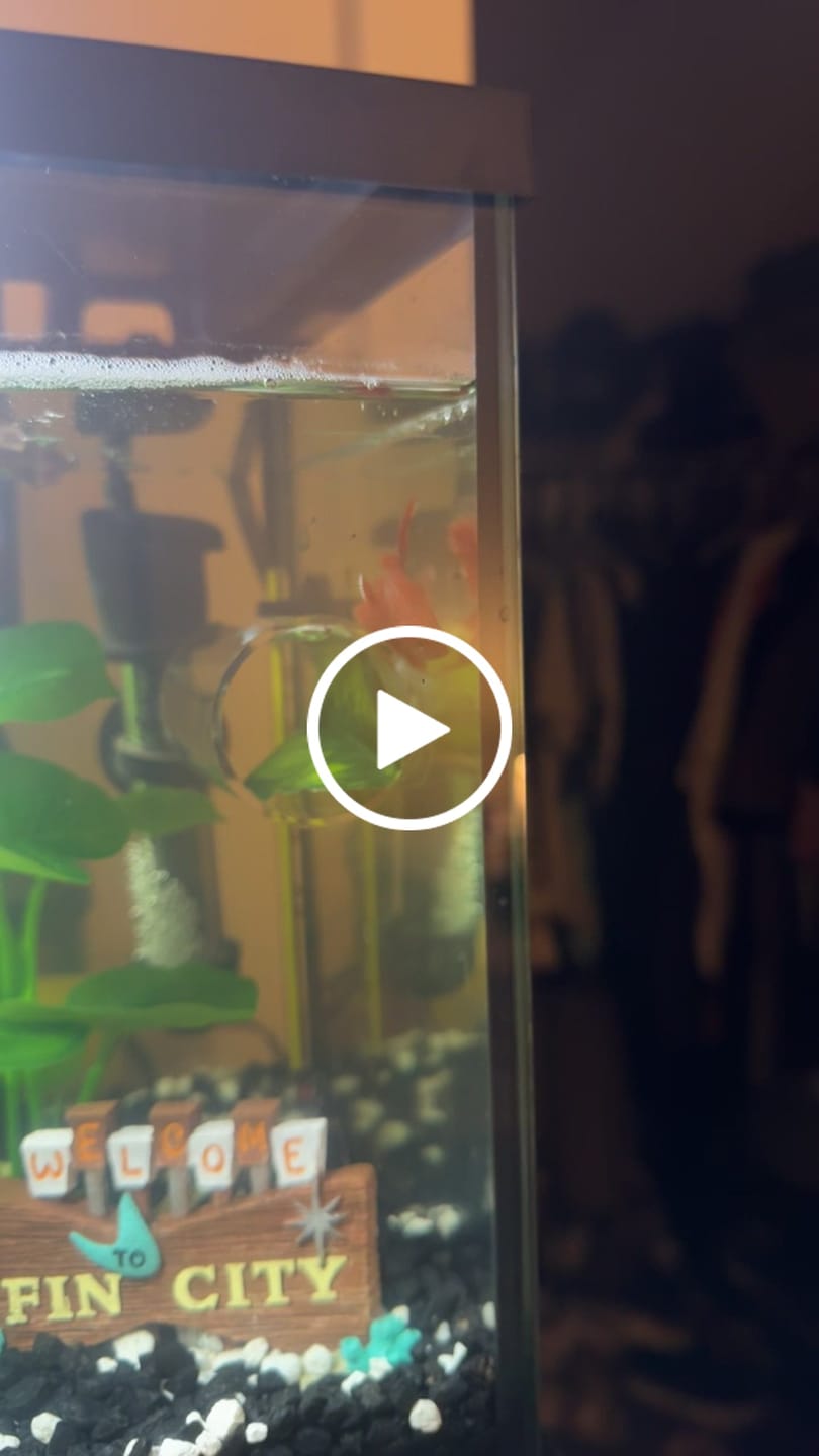 Customer video review of Super Red Halfmoon Male Betta Fish