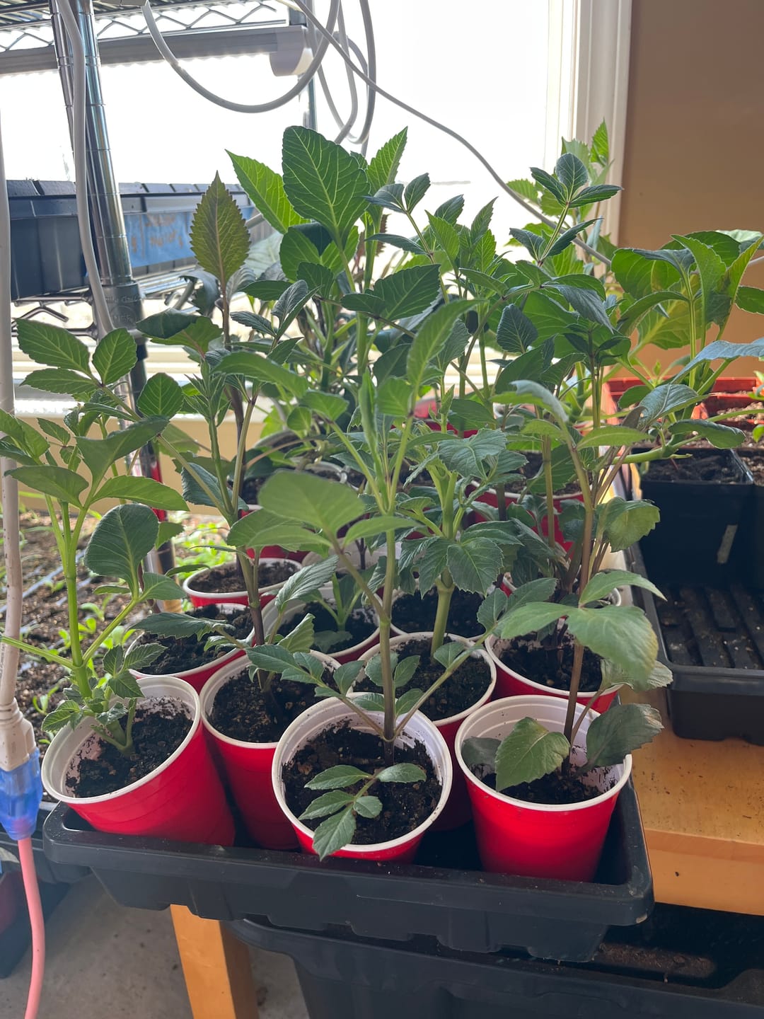 Customer photo review of Kelpy Food for Plants