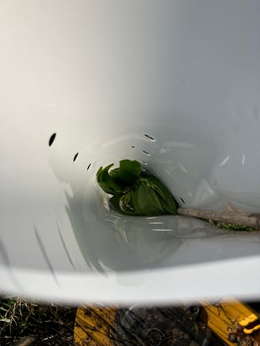 Customer photo review of Hybrid Chestnut