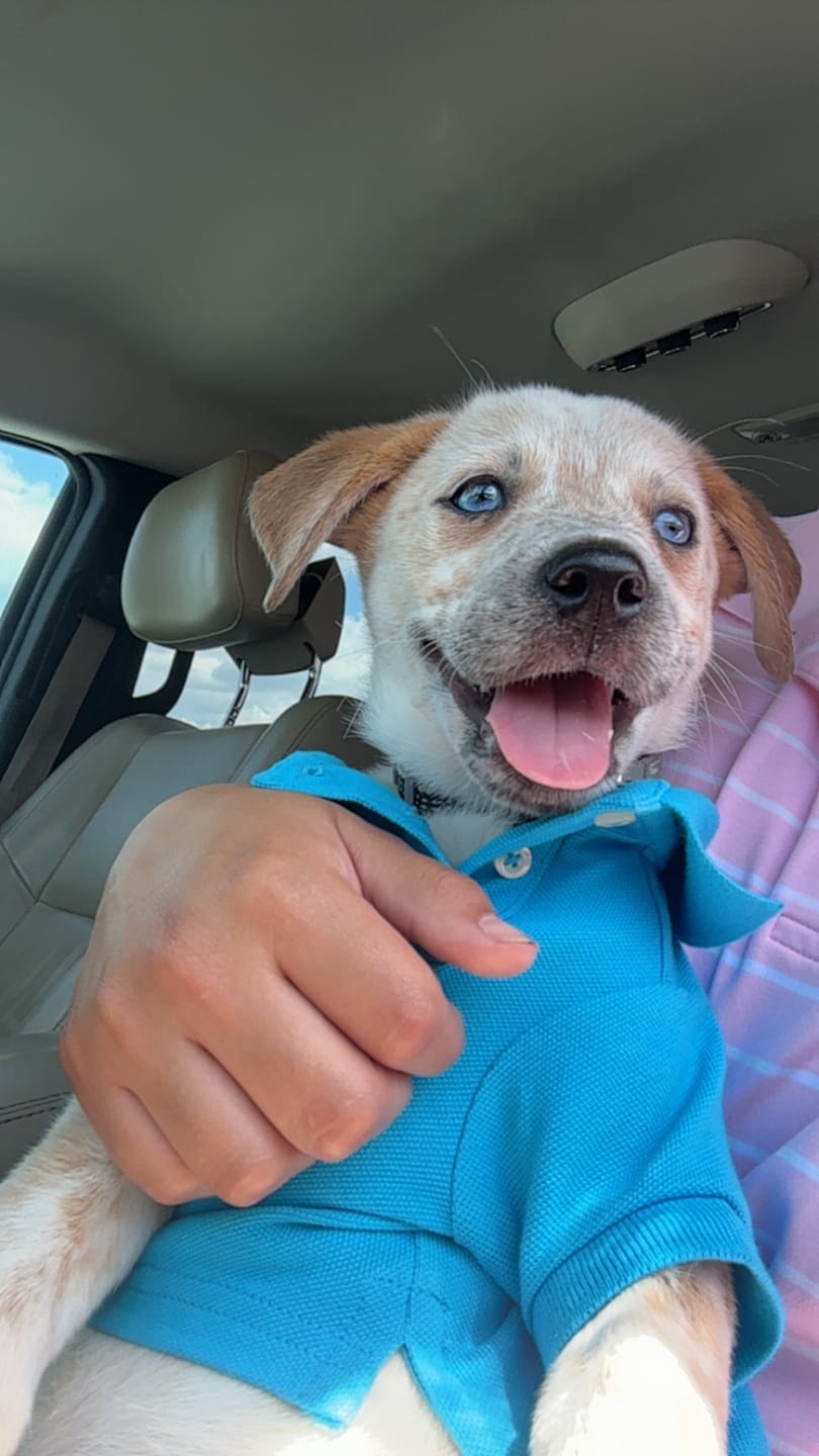 Customer photo review of Polo Ralph Lauren Cotton-Mesh Dog Polo Shirt (Fashion)