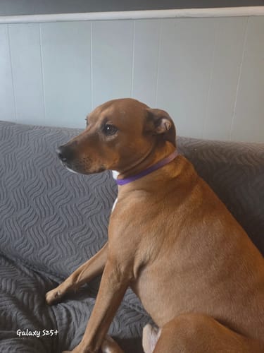 Customer's brown dog sitting on a couch while wearing the purple PawLax Collar.