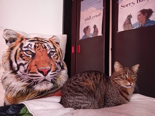 Le chat tigré d'un client se repose sur un lit à côté d'un coussin en forme de tête de tigre.