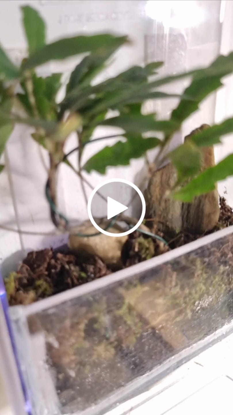 Customer video review of Sphagnum Moss