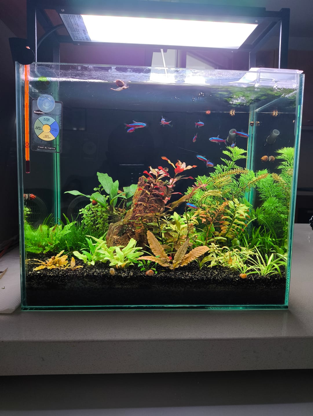 Customer photo review of Chihiros WRGB II Slim LED Light