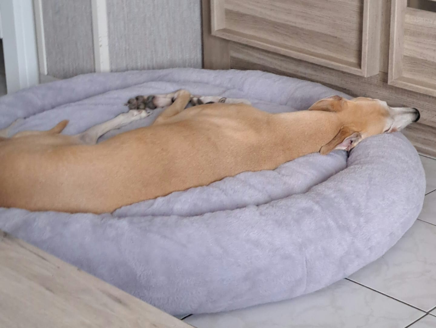 Customer photo review of Pet Perfect Hoes (ENKEL HOES) voor Orthopedische Donutmand - ZONDER VULLING