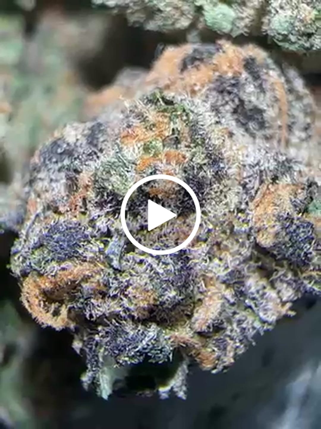 Customer video review of Forbidden Fruit Exotic THCA
