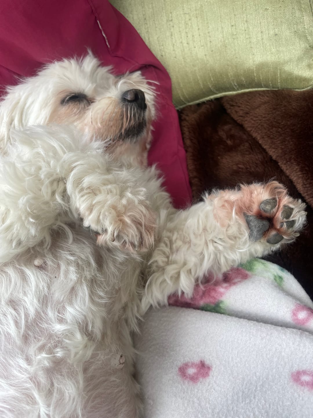 Customer photo review of Allergietest Plus Hund
