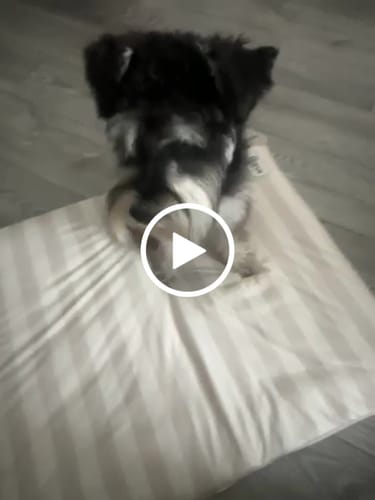 Customer video review of Summer Breeze Cooling Mat