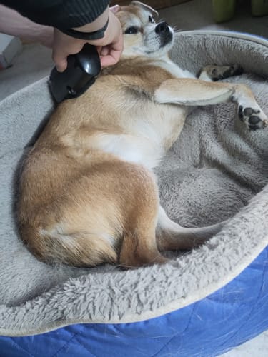 Rezensent bürstet einen entspannten Hund im Körbchen mit der Fellwunder Bürste.