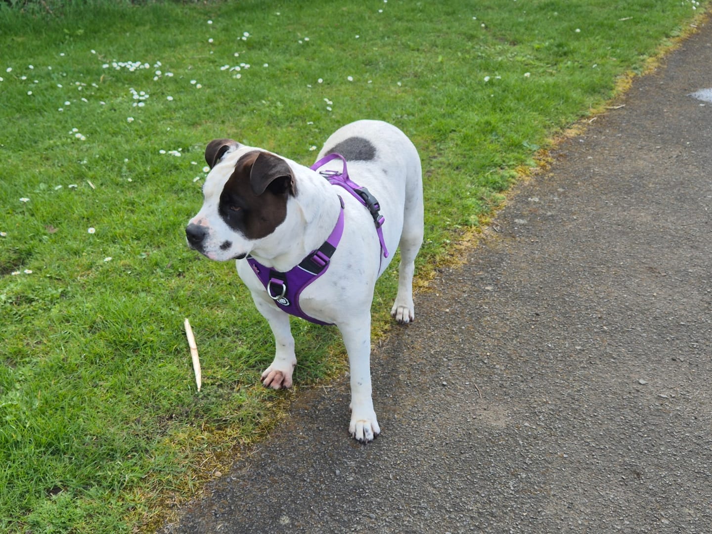 Customer photo review of Anti Pull Hurricane Harness Lighter | With Handle - Purple