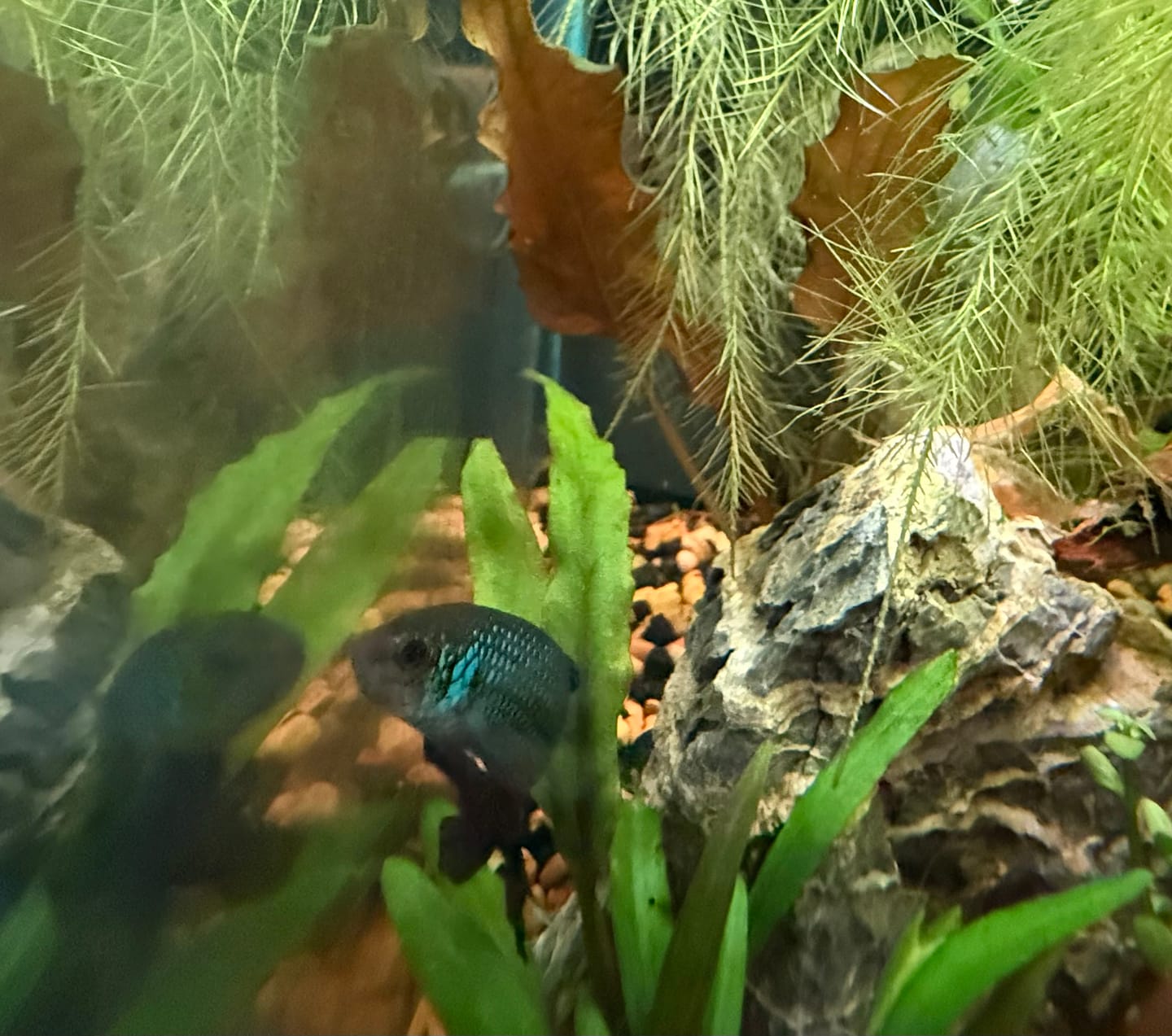 Customer photo review of Wild Betta Green Mahachaiensis