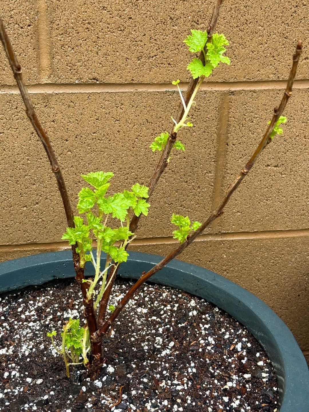 Customer photo review of Red Lake Currant Shrub
