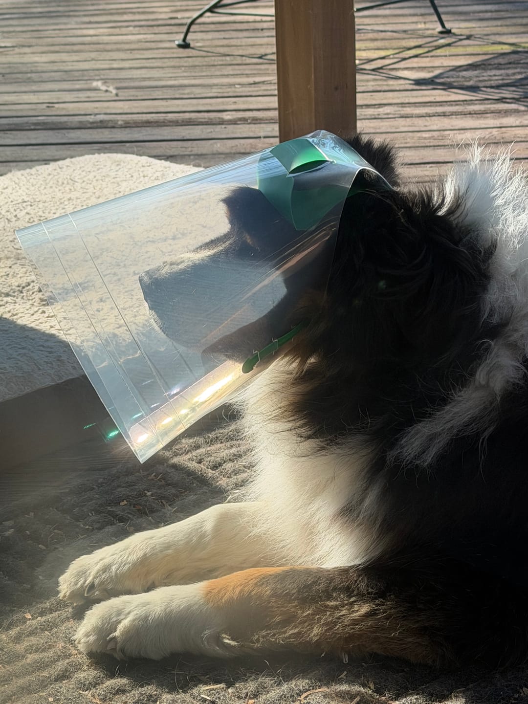 Customer photo review of NovaGuard Recovery Collar