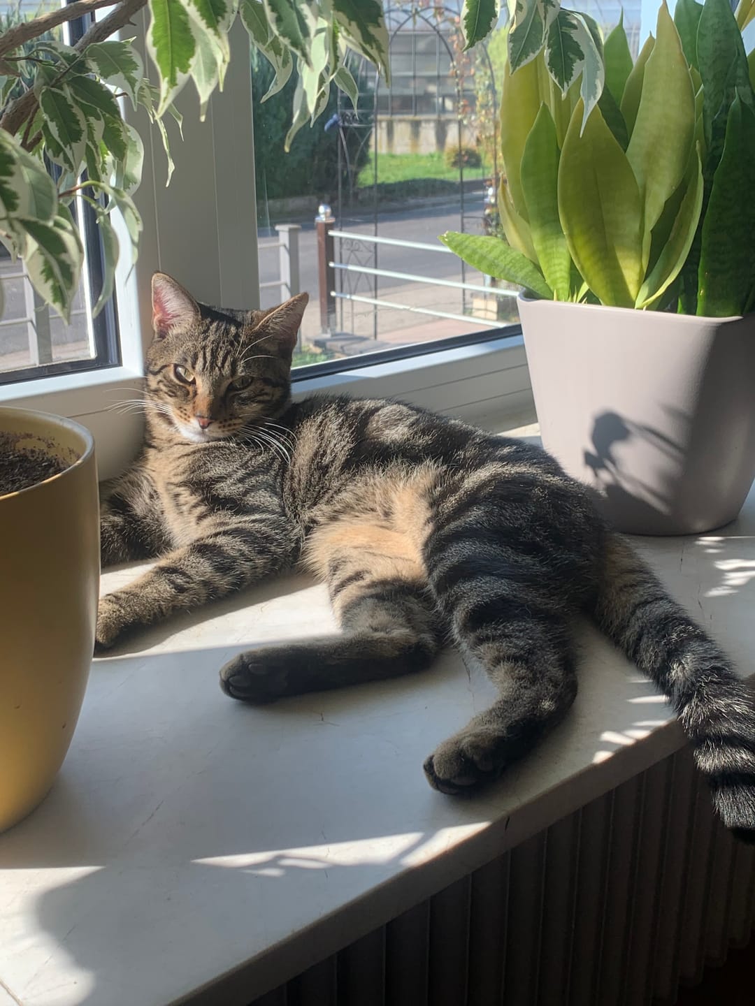 Customer photo review of Allergietest Plus Katze