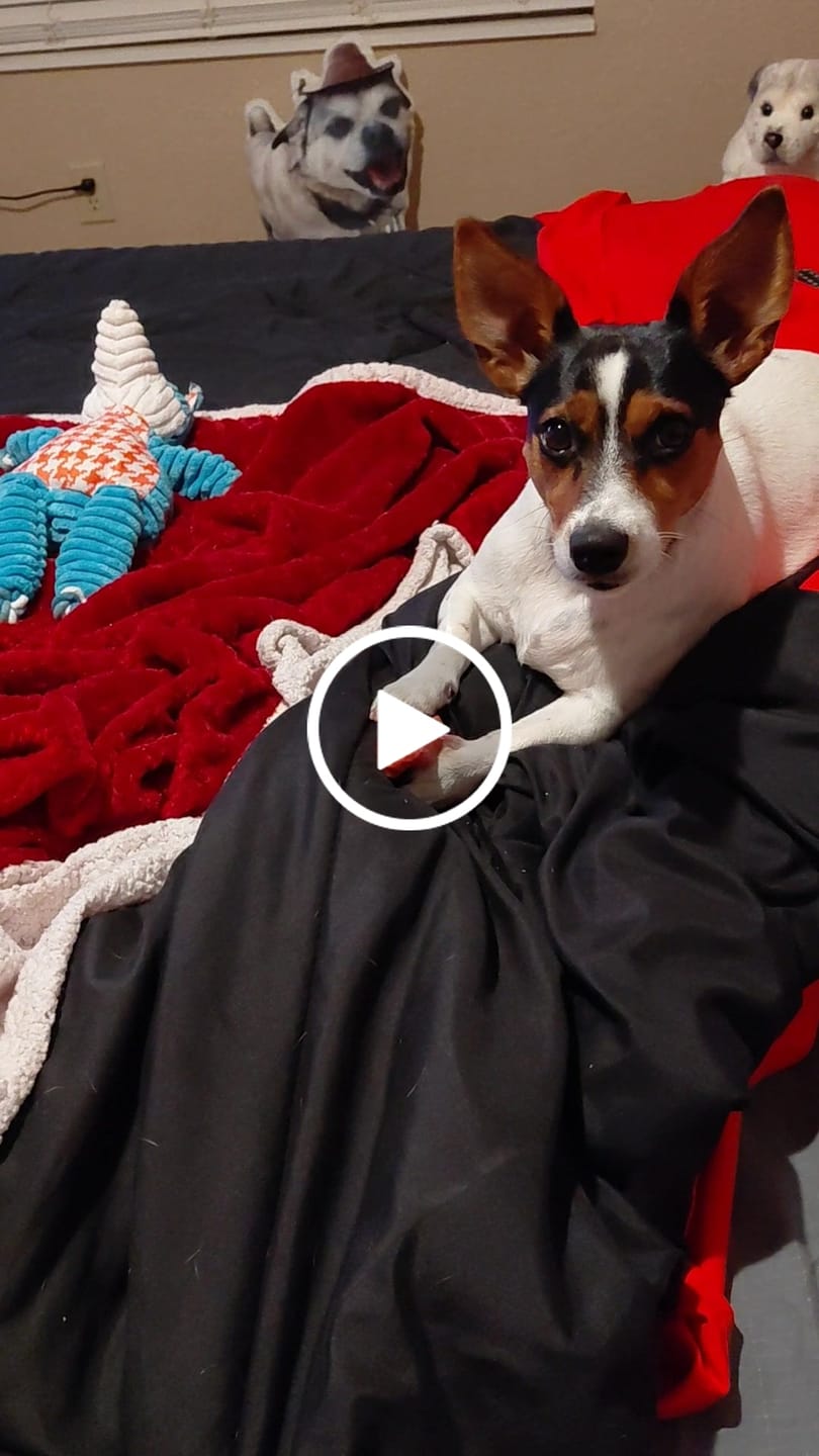 Customer video review of Strawberry Himalayan Yak Chew (MEDIUM)