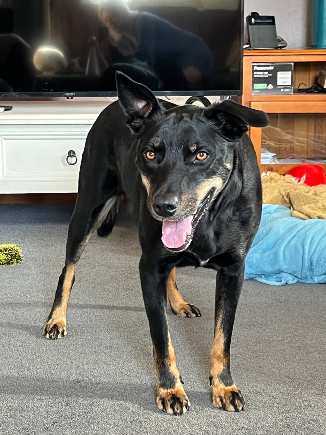 Customer photo review of NexGard SPECTRA for Extra Large Dogs >30kg