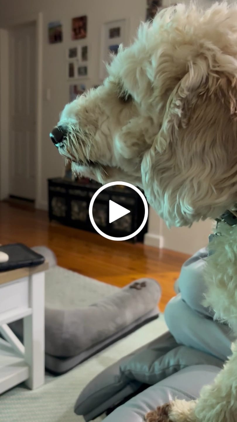 Customer video review of Stress K9 Chews