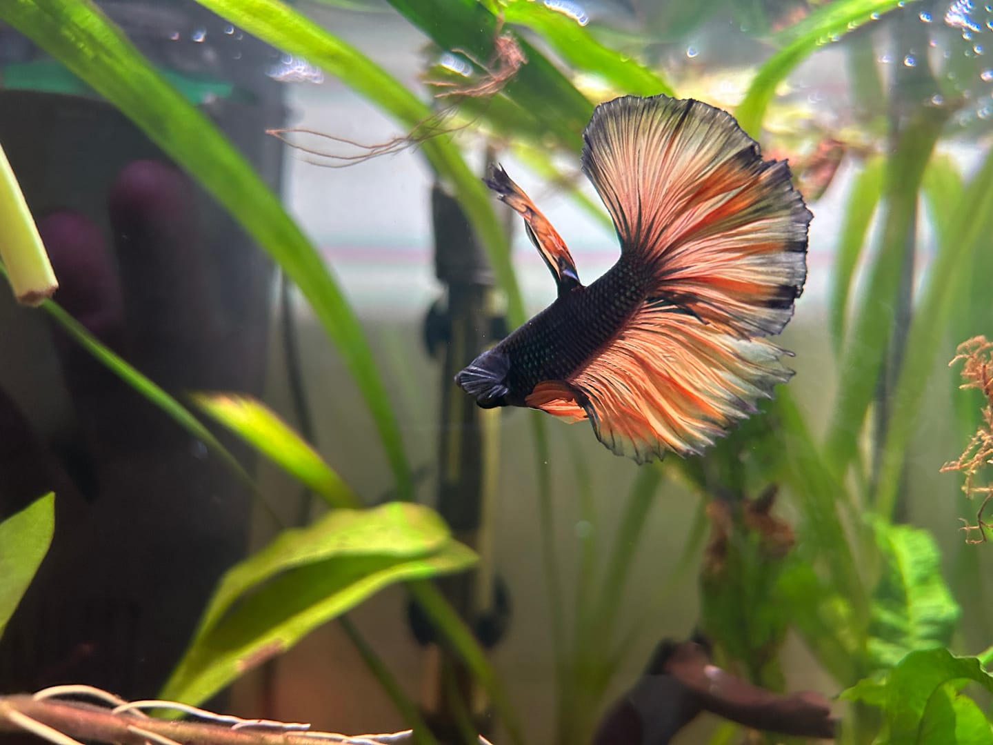 Customer photo review of Mustard Gas Blue Halfmoon Male Betta Fish