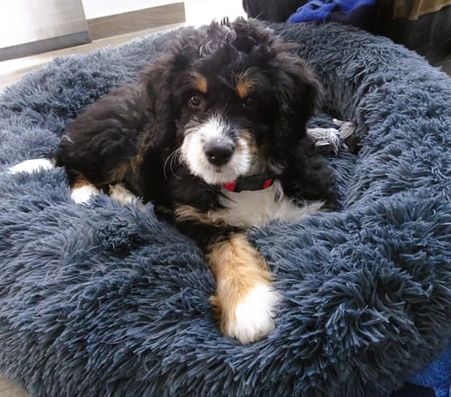 Customer photo review of Puppery Hundebett Wolke 7 - Das Original