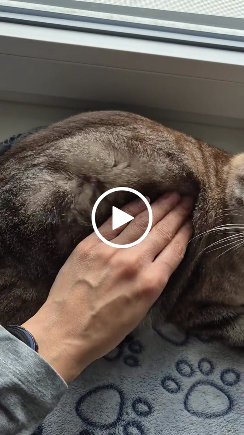 Customer video review of TUITUI, Balsamo per gatti effetto setoso e super liscio