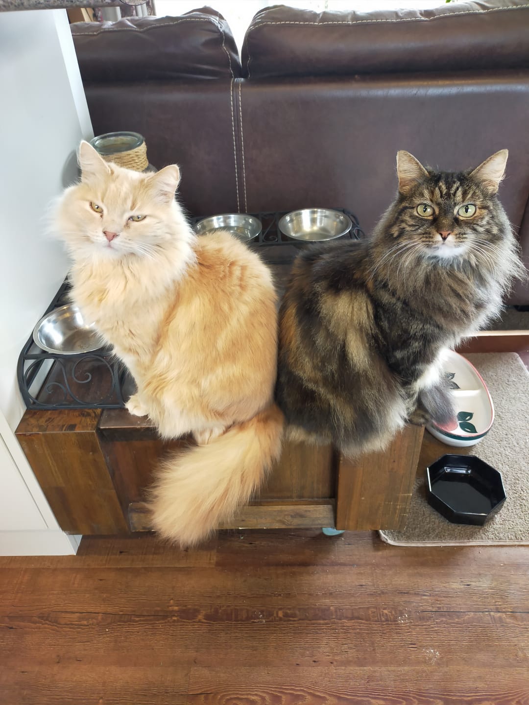 Customer photo review of Bravecto PLUS for Medium Cats 2.8kg- 6.25kg Spot-On Solution - Blue