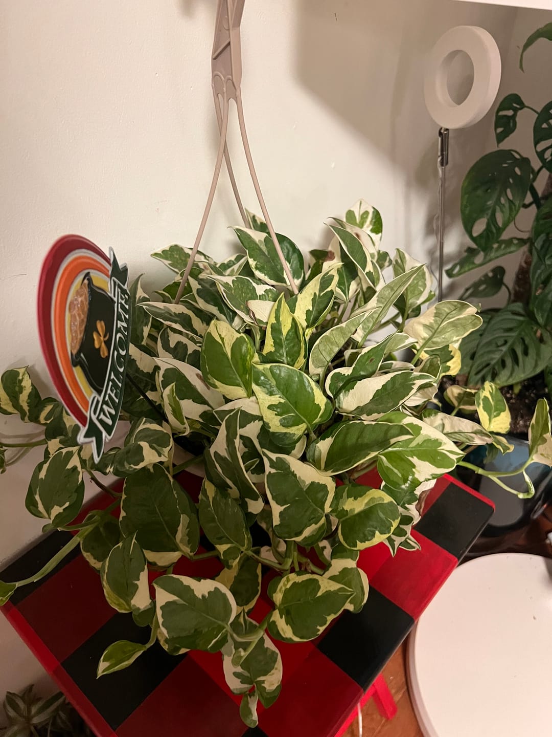 Customer photo review of Soil Refresh
